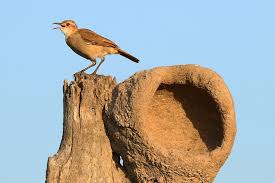 Nesta imagem, é possível ver a ave símbolo nacional, o joão-de-barro